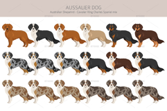 Aussalier dog Product Image 2