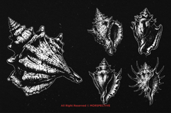 10 Bundle Dark Art Sea Shell Ocean Mollusk Clam Pearl Beach Product Image 5