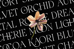 Galvore - Luxury Ligature Serif Font Product Image 3