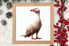 Christmas Birds Clipart , Christmas Birds Clipart Product Image 3