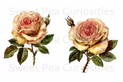 Flowers, Clipart, Ephemera, PNG, Junk journal Product Image 3