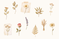 Dried Flowers Watercolor Collection Product Image 3