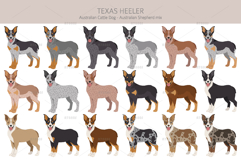 Texas Heeler dog Product Image 2