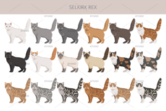 Selkirk Rex Cat Product Image 2