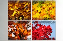 Autumn leaves, Fall | 9 Skinny Tumbler Sublimation designs Product Image 3