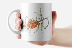 Sea Buckthorn Watercolor Clipart Hand Drawn Berries Product Image 3