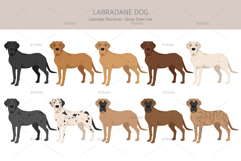 Labradane. Labrador/Great Dane mix Product Image 2