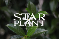 Petrichor - Expanded Serif Product Image 3