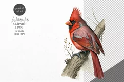 Christmas clipart, Cardinal clipart, Winter clipart Product Image 1