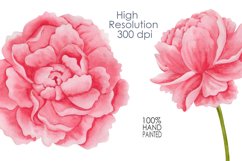 Watercolor peonies clipart. Product Image 3