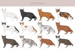 Arabian Mau Cat clipart Product Image 2
