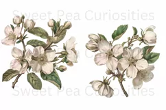 Flowers, Clipart, Ephemera, PNG, Junk journal Product Image 3