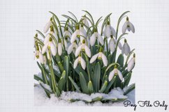 Snowdrops Clipart PNG Product Image 1
