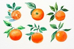 Oranges Illustration, Orange Flowers, Watercolor Tangerine Product Image 3