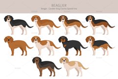 Beaglier-Beagle Cavalier Spaniel mix Product Image 2