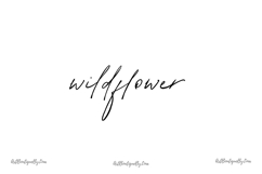 Wildflower Chamomile Clipart Product Image 4