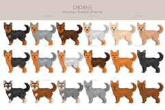 Chorkie, Chihuahua Yorkie mix Product Image 2