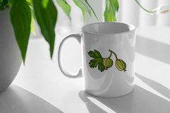 Gooseberry Product Image 4