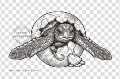Sea Turtle Hatching from Egg Product Image 3