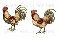 Chicken, Clipart, Ephemera, PNG, Junk journal, Shabby Chic Product Image 3