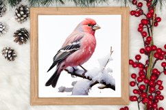 Christmas Birds Clipart , Christmas Birds Clipart Product Image 3
