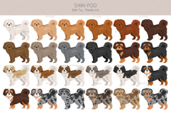 Shih Poo, Shih Tzu Poodle mix Product Image 2