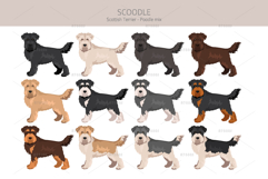 Scoodle, Scottiepoo dog mix Product Image 2
