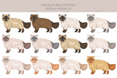 Himalayan Persian. Extreme type Product Image 2
