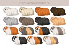 Peruvian Angora Guinea Pig Product Image 2