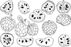 Hand drawn sugar apple, cherimoya Product Image 2