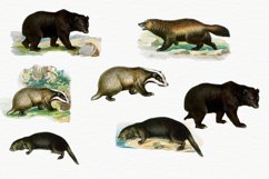 Wild Animals, Vintage Polar Bear Clipart, Raccoon Clipart Product Image 3