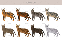 Toyger Cat clipart Product Image 2