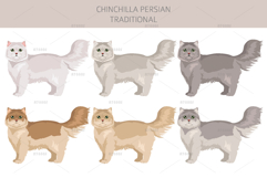 Chinchilla Persian. Traditional type Product Image 2