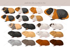 American Guinea Pig clipart Product Image 2
