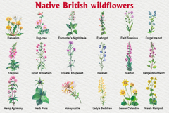 Native British wildflower watercolor Product Image 3