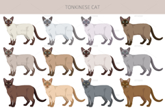 Tonkinese cat clip art Product Image 2