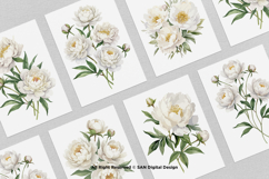 15 Bundle Watercolor White Peony Flower Ivory Wedding Product Image 3