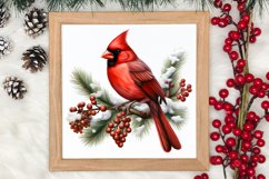 Christmas Cardinal Watercolor Clipart, Christmas Cardinal Product Image 3