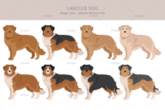Labollie dog mix Product Image 2
