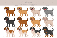 Pugalier Cavapug dog mix Product Image 2
