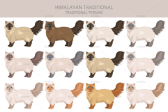 Himalayan Persian. Traditional type Product Image 2