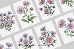 15 Bundle Watercolor Aster Flower Blossom Floral Bouquet Product Image 3
