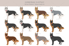Gerberian Shepsky dog mix Product Image 2