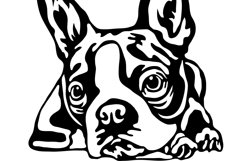 Boston Terrier/Dog Svg/Png/Jpg/Ai/Vector purebred breed Product Image 4