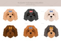 Russian Tsvetnaja Bolonka clipart Product Image 5