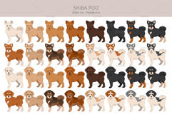 Shiba Poo Shiba Inu Poodle mix Product Image 2