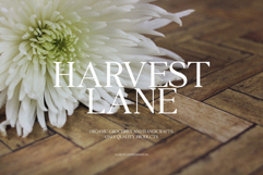 Valkirie - Classical Serif Product Image 3