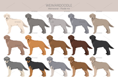 Weimardoodle. Weimaraner Poodle mix Product Image 2