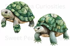 Turtles, Tropical, Ephemera, PNG, watercolor, Clipart Product Image 3