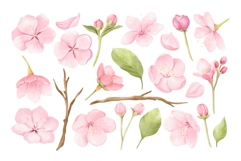 Watercolor Cherry Blossom Clipart Product Image 4